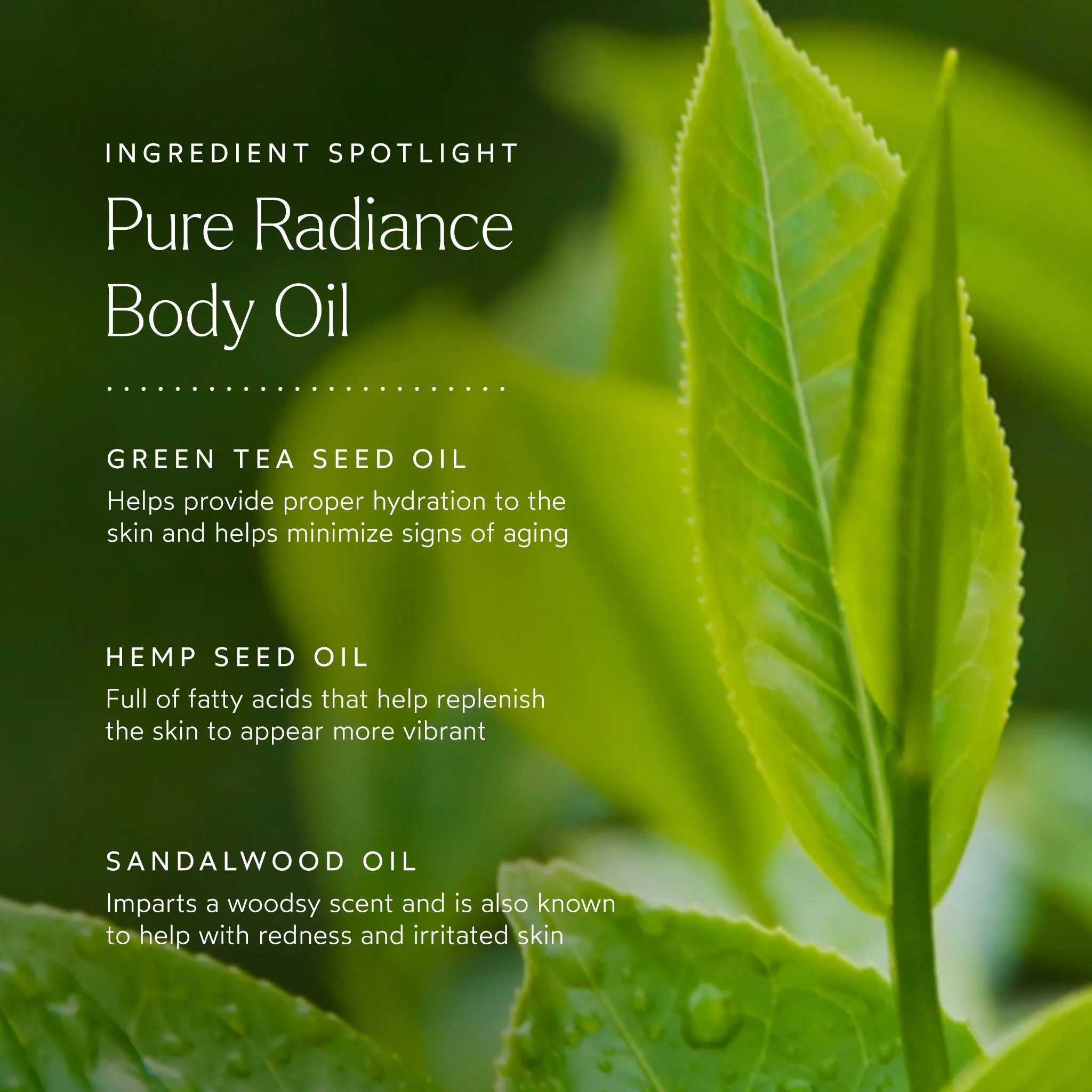Pure Radiance Body Oil